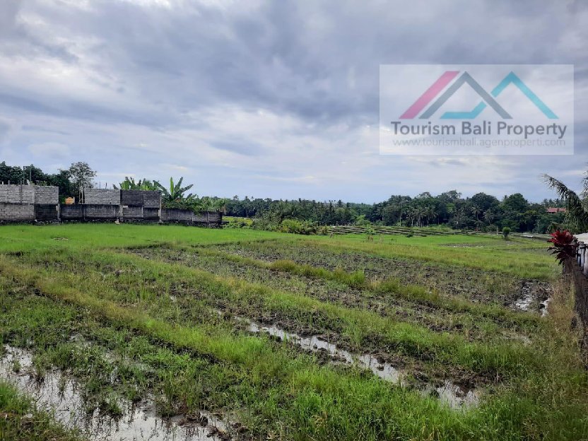Murah/ Tanah Luas 12,505 M2 Di Daerah Cemagi, Canggu Badung Bali 