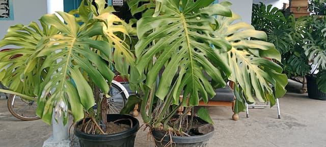 Monstera Delisiaose