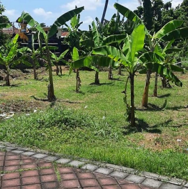 Dijual 1,9 Are, Jl. Tunon Sanghyang Raya Buduk Mengwi
