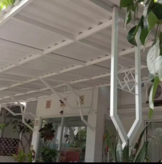 Canopy Alderon 