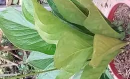 Pohon Hiaa Anthurium Jermani Jumbo