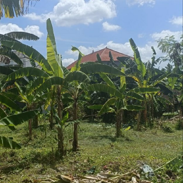 Dijual 10 Are, Jl. Tanah Barak Batu Bolong Canggu Kuta Utara