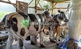 Patung Sapi Boyolali