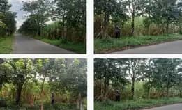 Dijual Tanah Shm Sangat Luas Di Ngoro Jombang Siap Bangun