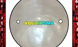 2 Pcs Cangkang Kerang Small Simping Bening Bulat Grade A+