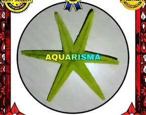 1 Pcs Cangkang Bintang Laut Sea Star Astropecten Scoparius Hijau Grade A+