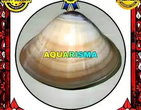 1 Pcs Cangkang Kerang Tahu Kepah Coklat Veneridae Meretrix Lyrata Grade A+