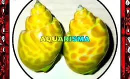 2 Pcs Cangkang Keong Macan Tiger Turbo Babilonia Spirata Hijau Transparan Grade A+