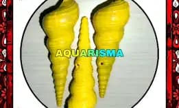 2 Pcs Cangkang Keong Cae Turritella Terebra Lolipop Kuning Grade A+