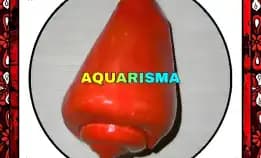 1 Pcs Cangkang Keong Strombus Conomurex Luhuanus Conch Merah Grade A+