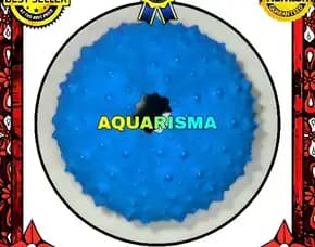 Cangkang Bulu Babi Biru Echinus Echinoya Sea Urchins Grade A+