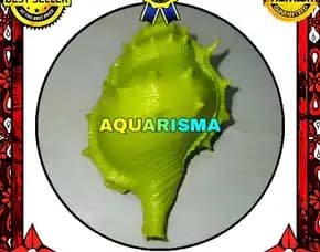 1 Pcs Cangkang Keong Coral Bursidae Bufonaria Rana Hijau Grade A+