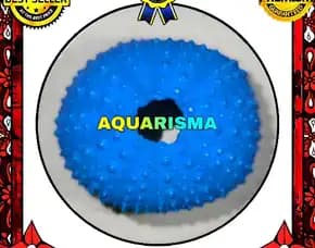 1 Pcs Cangkang Bulu Babi Biru Echinus Ghopal Sea Urchins Grade A+