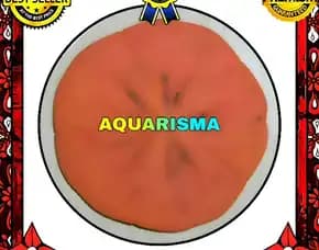 1 Pcs Cangkang Bulu Babi Pipih Dolar Pasir Echinoidea Clypeasteroida Sand Dollar Oren Grade A+