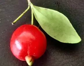 Bibit Tanaman Beach Cherry