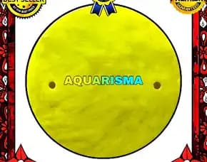 2 Pcs Cangkang Kerang Small Simping Kuning Bulat Grade A+