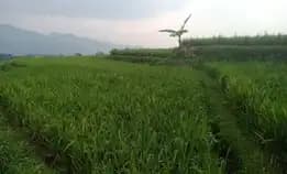 Tanah Sawah Produktif Pinggir Jalan 