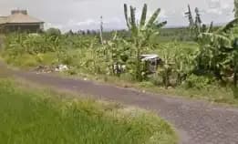 Dijual 4,3 Are & 5 Are, Jl. Umalalang Pantai Mengening Cemagi Mengwi