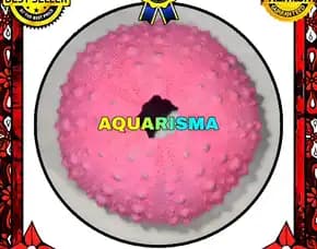 1 Pcs Cangkang Bulu Babi Pink Echinus Echinoya Sea Urchins Grade A+