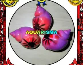 2 Pcs Cangkang Keong Macan Tiger Turbo Babilonia Purple Spider Grade A+