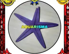 1 Pcs Cangkang Bintang Laut Sea Star Astropecten Scoparius Ungu Grade A+