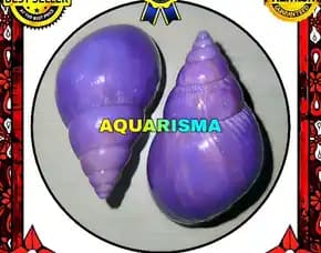 1 Pcs Cangkang Keong Achatinidae Lissachatina Fulica Ungu Grade A+