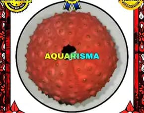 Cangkang Bulu Babi Merah Echinus Echinoya Sea Urchins Grade A+