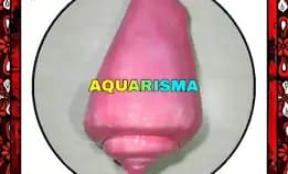 1 Pcs Cangkang Keong Strombus Conomurex Luhuanus Conch Pink Grade A+