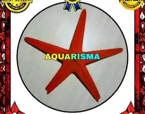 1 Pcs Cangkang Bintang Laut Sea Star Astropecten Scoparius Merah Grade A+