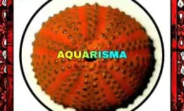 1 Pcs Cangkang Bulu Babi Oren Colobocentrotus Atratus Sea Urchins Grade A+