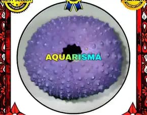 1 Pcs Cangkang Bulu Babi Ungu Echinus Ghopal Sea Urchins Grade A+