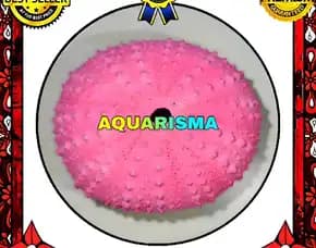 1 Pcs Cangkang Bulu Babi Pink Echinus Ghopal Sea Urchins Grade A+