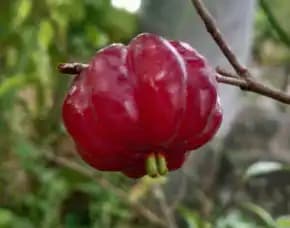 Bibit Buah Dewandaru