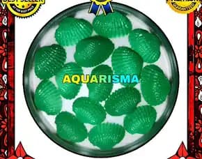 4 Pcs Cangkang Kerang Dara Hijau Grass Bivalvia Anadara Granosa Grade A+