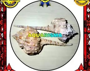1 Pcs Cangkang Keong Coral Neo Muricidae Murex Haustellum Grade A+