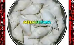 8 Pcs Cangkang Keong White Canarium Labiatum Perceng Putih Grade A+