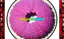 1 Pcs Cangkang Bulu Babi Pink Colobocentrotus Atratus Sea Urchins Grade A+