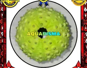 1 Pcs Cangkang Bulu Babi Hijau Echinus Echinoya Sea Urchins Grade A+