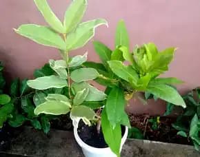 Tabulampot Kombinasi Jambu Air 3in1