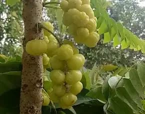 Cermai Manis
