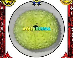 1 Pcs Cangkang Bulu Babi Hijau Echinus Ghopal Sea Urchins Grade A+