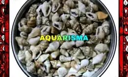 34 Pcs Cangkang Keong Mini Canarium Labiatum Perceng Grade A+