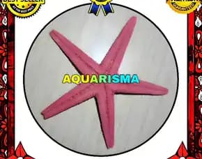 1 Pcs Cangkang Bintang Laut Sea Star Astropecten Scoparius Pink Grade A+