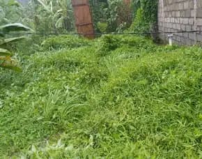 Dijual 1,3 Are, Jl. Raya Kaba Kaba Raya Munggu Br. Pemaron Mengwi Badung