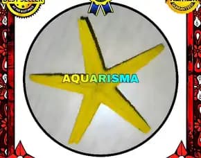 1 Pcs Cangkang Bintang Laut Sea Star Astropecten Scoparius Kuning Grade A+