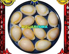 2 Pcs Cangkang Kerang Cowry Cypraea Monetaria Kuning Berlian Grade A+