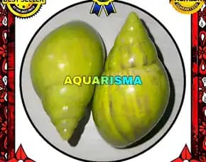 1 Pcs Cangkang Keong Achatinidae Lissachatina Fulica Hijau Grade A+
