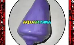 1 Pcs Cangkang Keong Strombus Conomurex Luhuanus Conch Ungu Grade A+