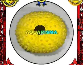 1 Pcs Cangkang Bulu Babi Kuning Echinus Ghopal Sea Urchins Grade A+