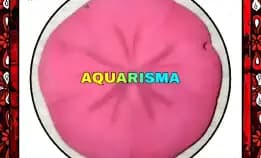 1 Pcs Cangkang Bulu Babi Pipih Dolar Pasir Echinoidea Clypeasteroida Sand Dollar Pink Grade A+